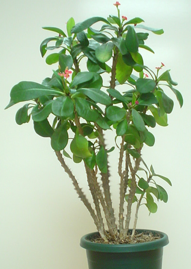 Acalypha marginata